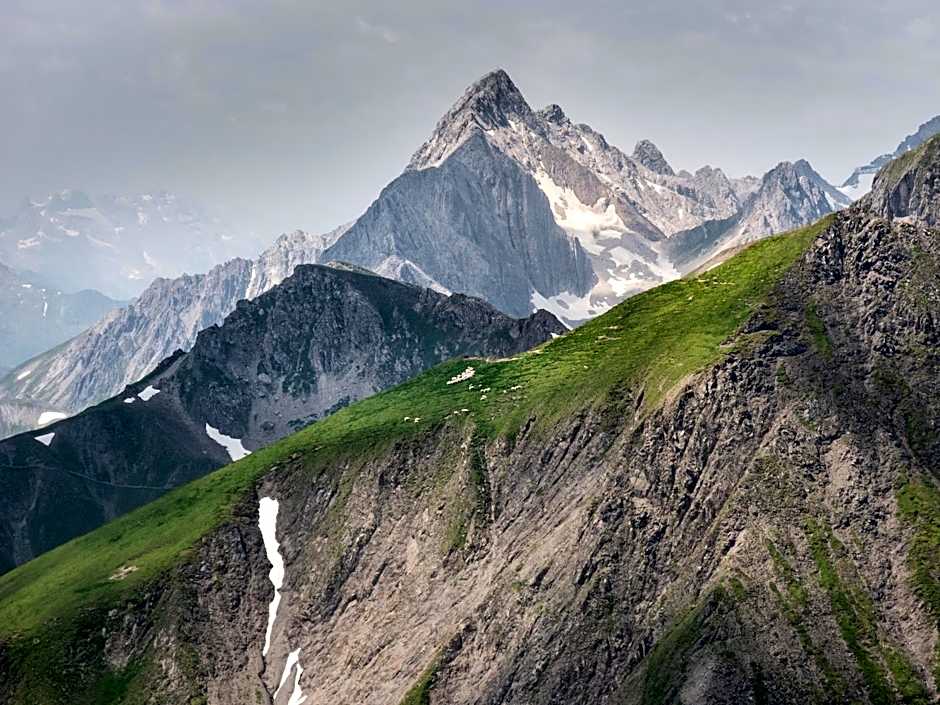 Rosa Canina Superior