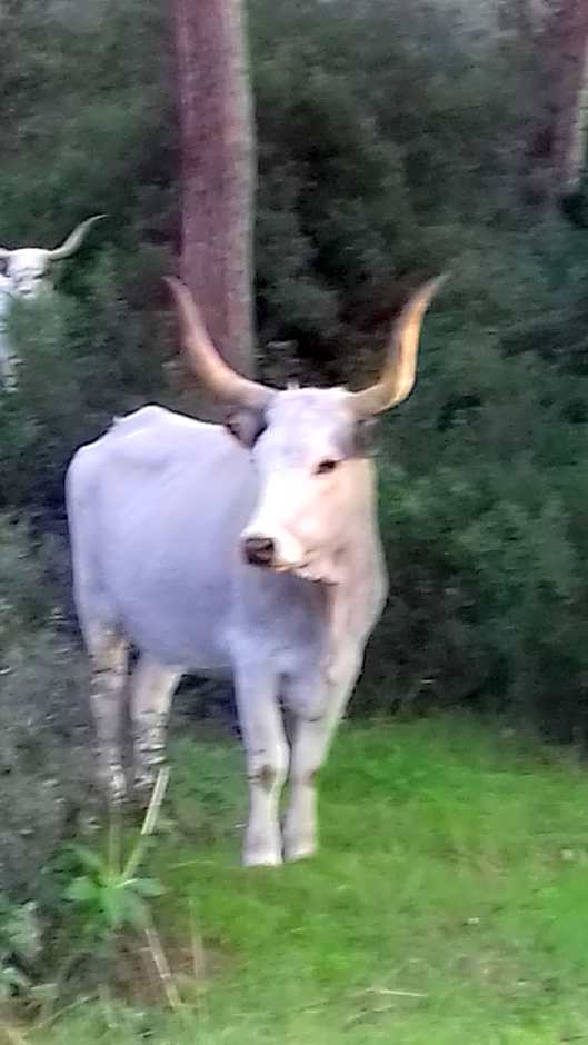 Hotel B&B Rispescia Grosseto