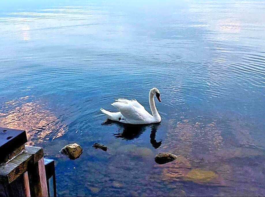 West Lake Waterfront Swimming - Free Pontoon Boat!