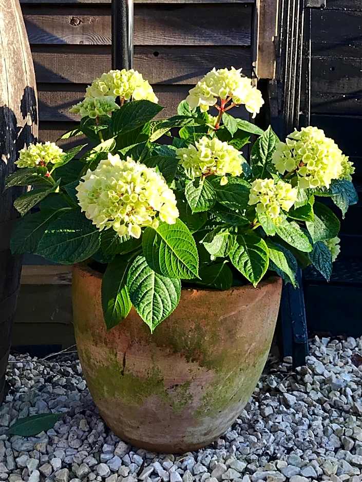 The Queen Matilda Country Rooms