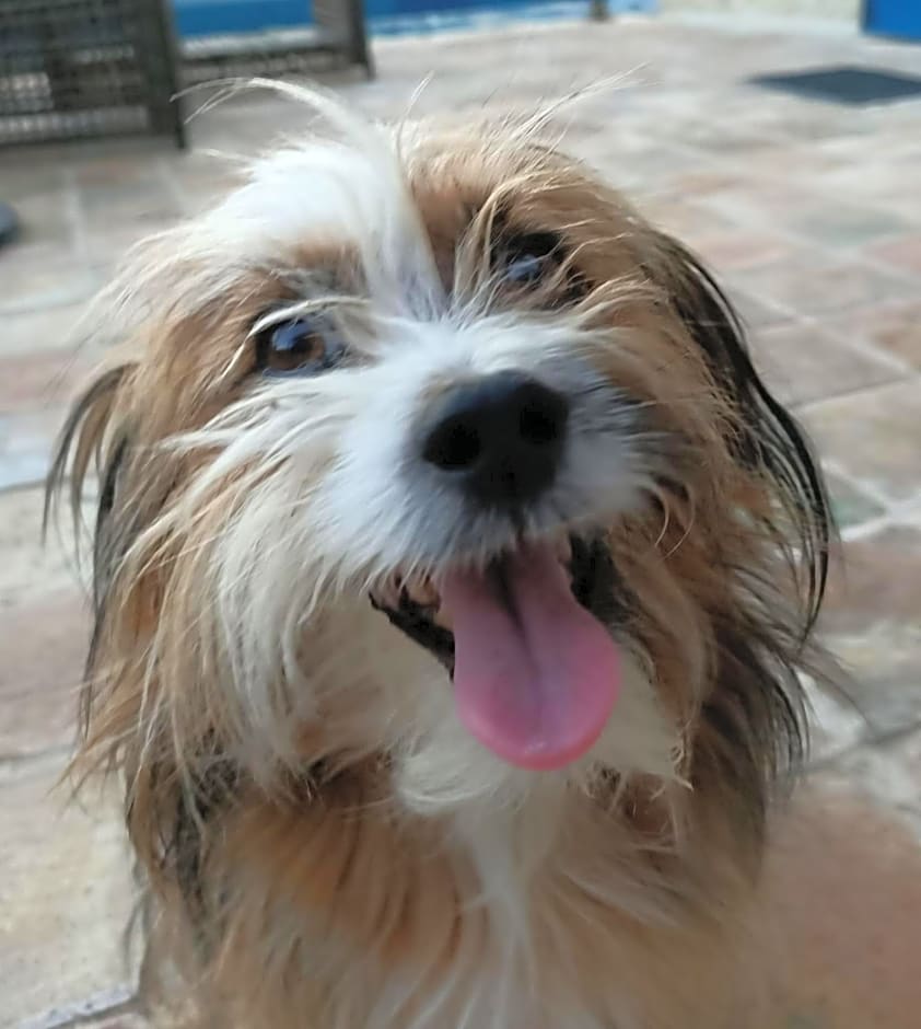 La casa dalle finestre blu