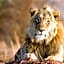 Out in Africa Wildlife Lodge