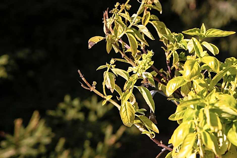 Eco-Resort Parco Botanico Fiorlago