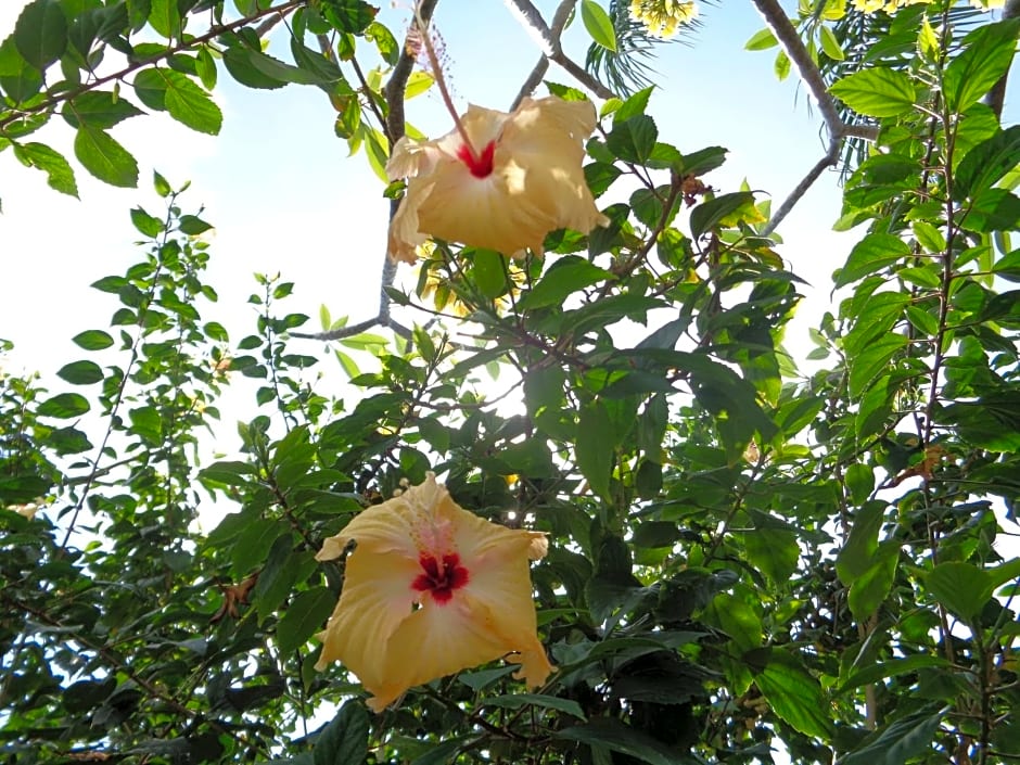 Mushroom Garden Villas