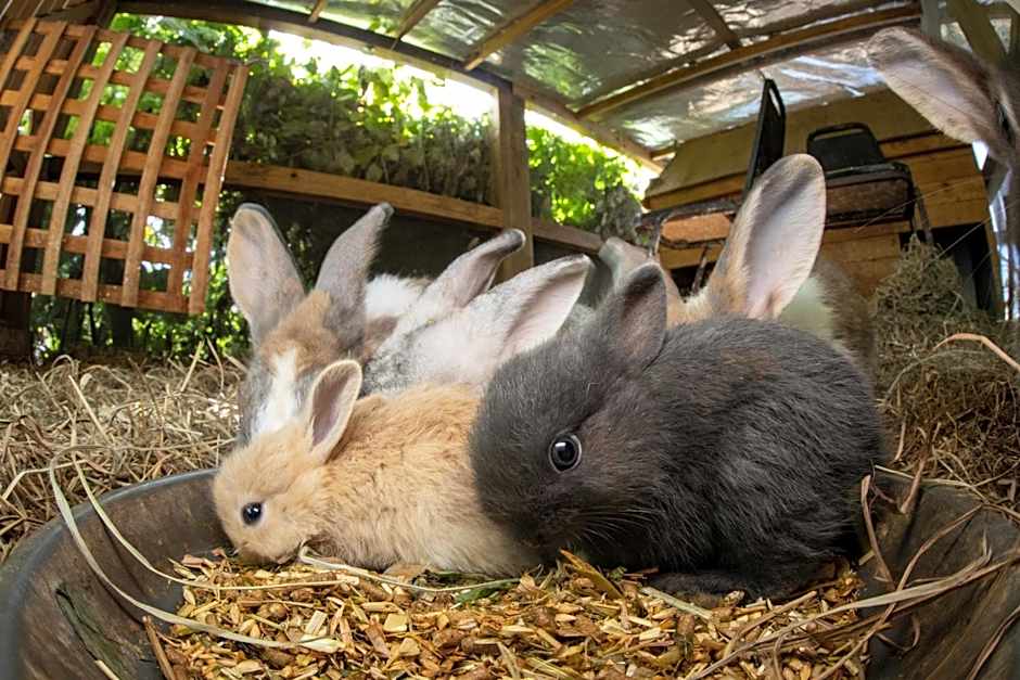 Batchelor Butterfly Farm