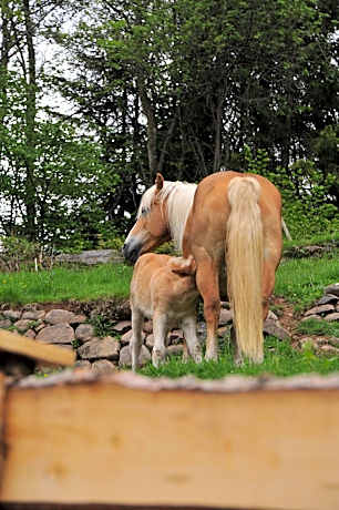 Double Room (1 Adult + 1 Child)