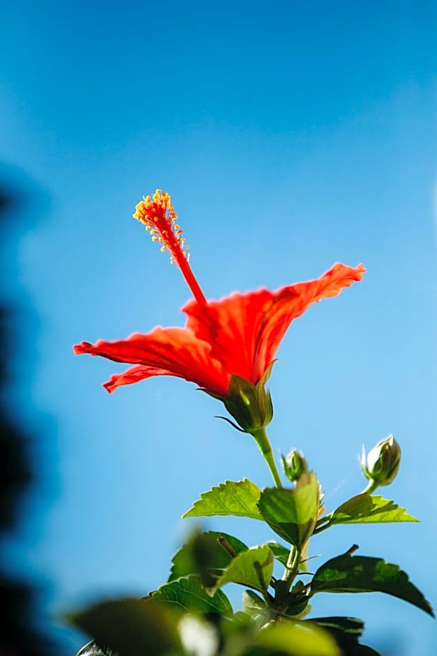 Hotel Casa Peya - Adults Only