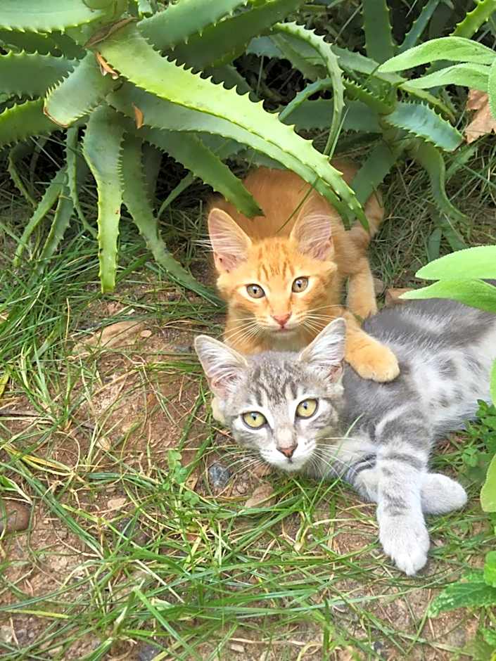 Chambres d'hôtes Le Clos des Oliviers