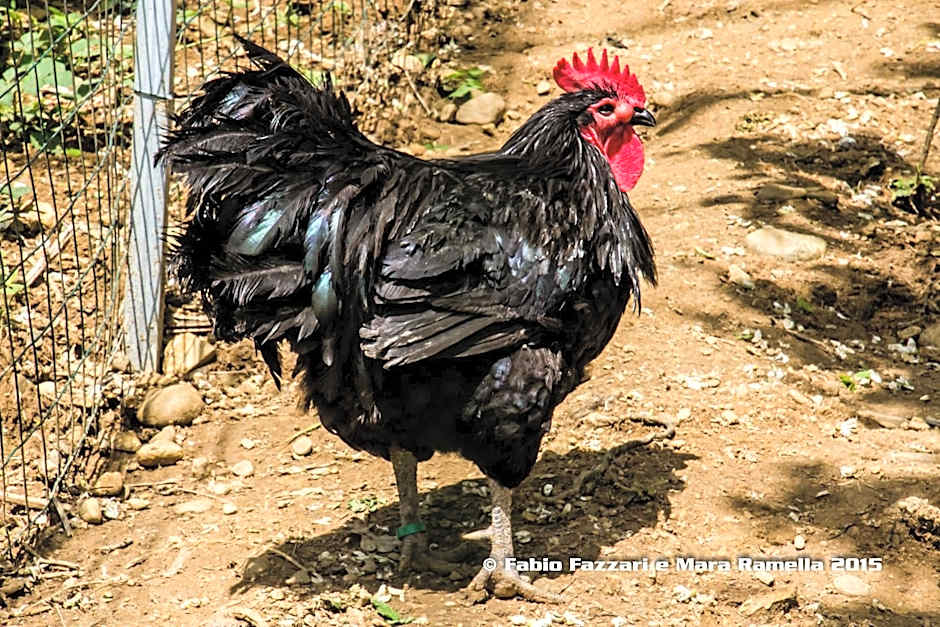 Agriturismo Parco Campofelice