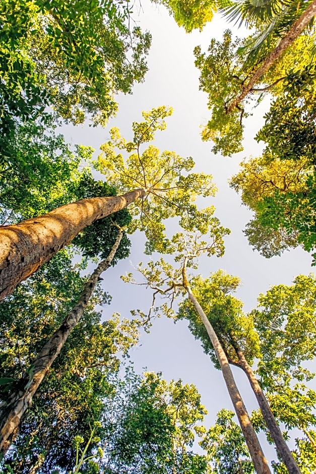 Atremaru Jungle Retreat