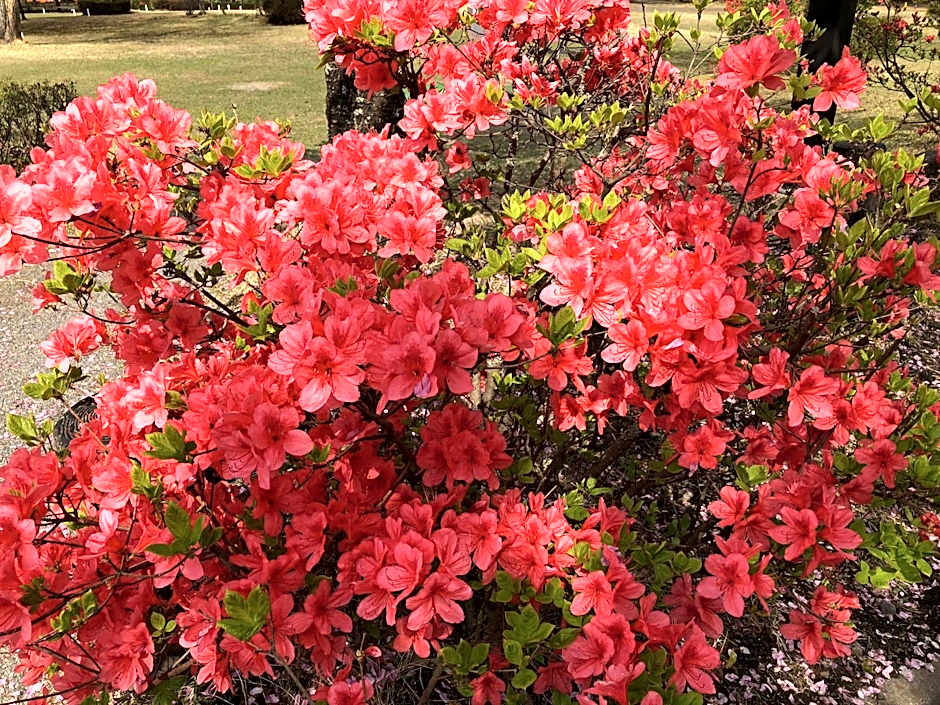 kinugawaonsen Fukumatsu