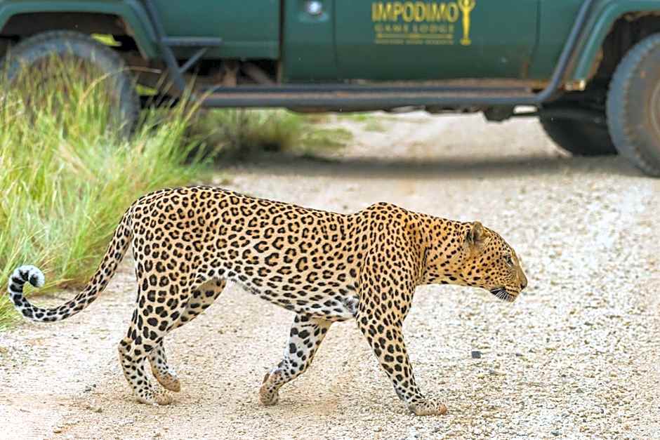 Impodimo Game Lodge
