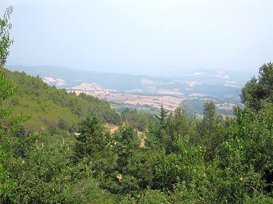 Bed And Breakfast Belvedere