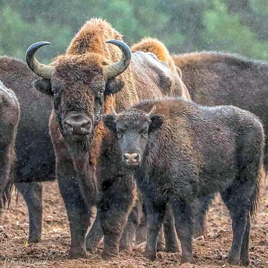 Gościniec Biebrzański