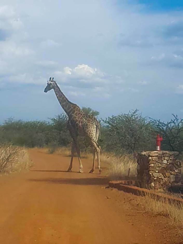 42@ Ditholo Game Lodge