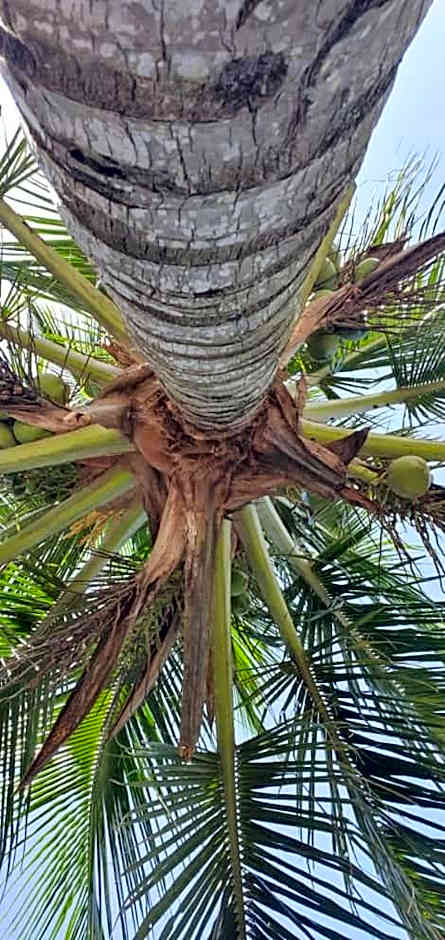 A Casa da Ilha de Itacuruçá - Aps