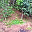 Pousada Floresta verde suítes