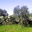 Piccolo Ulivo B&B Salento