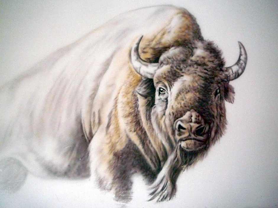 Ubytování nad Bisonem