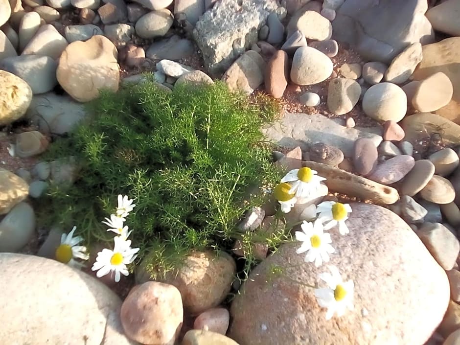 Song of the Sea, Selkie House