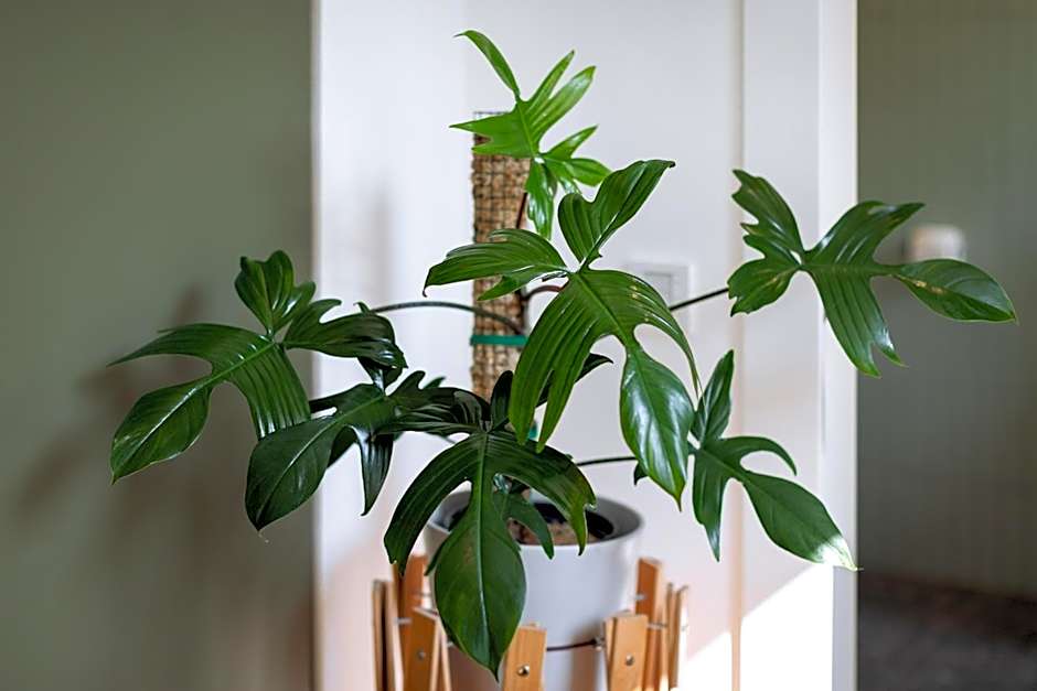 Urban Jungle Apartments