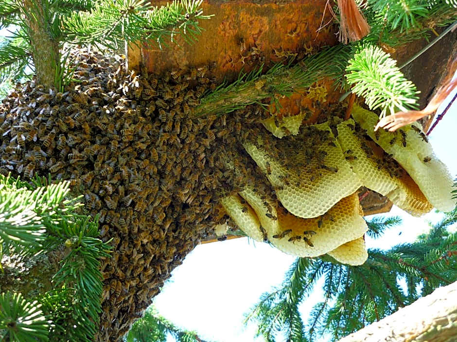 APIPURA hotel rinner