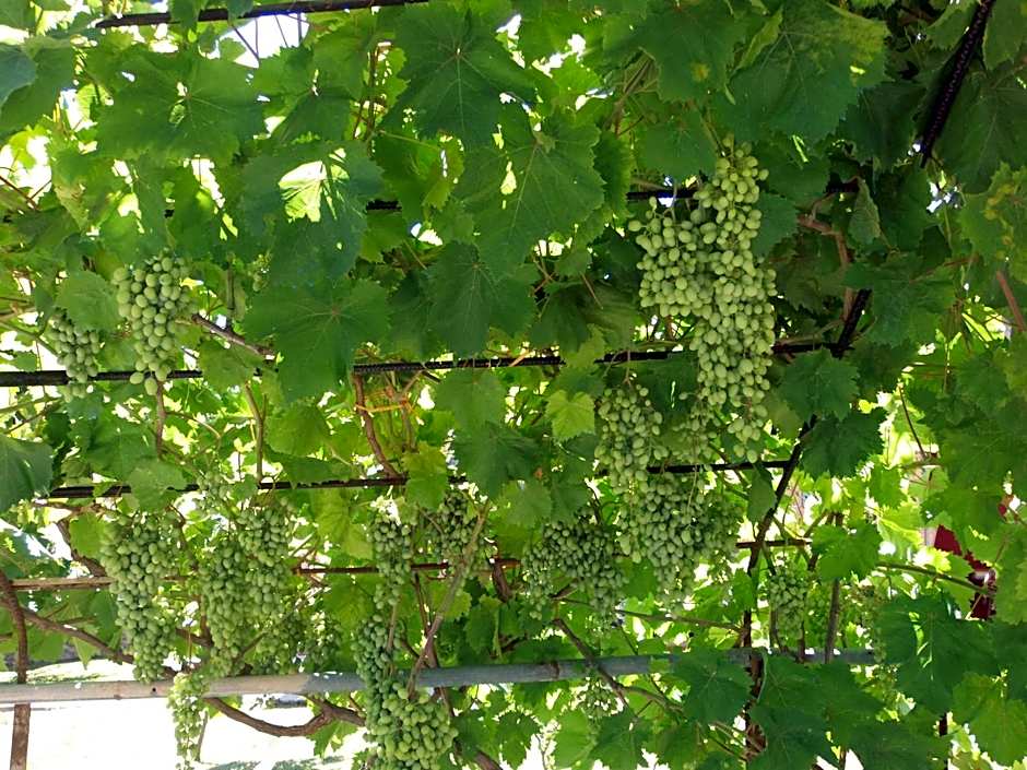 Amazona Apartments and Studios