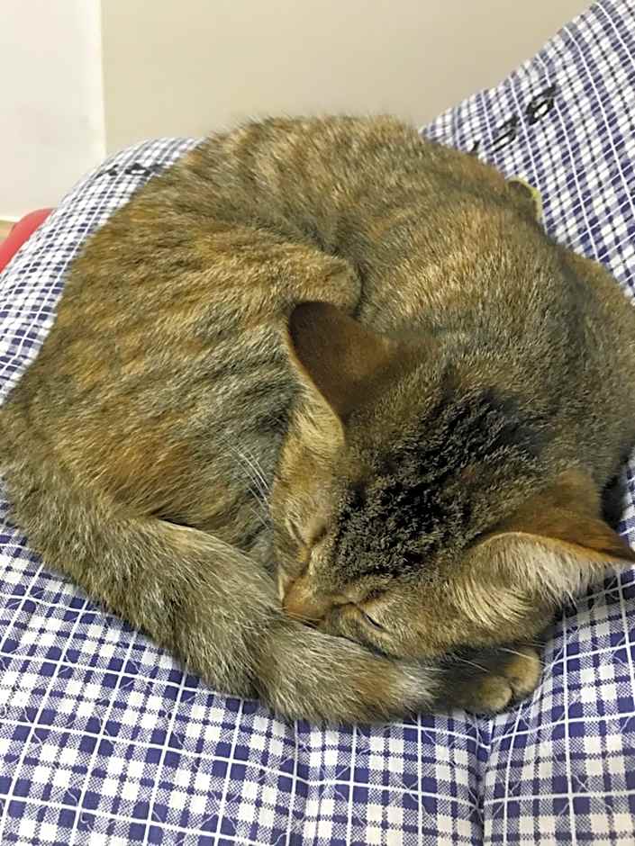 Petit Hotel Kurumi to Milk