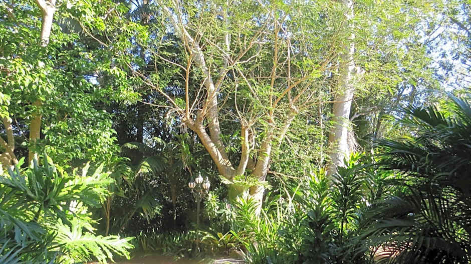 Victorias at Ewingsdale