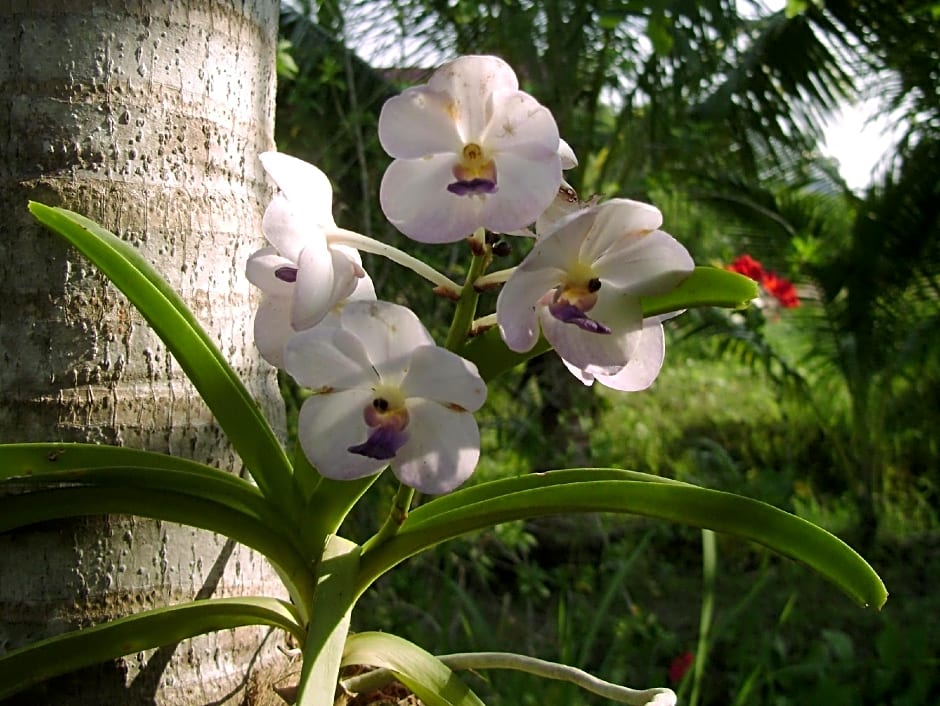 Chez Charly Bungalow