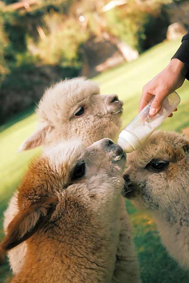 Rio Sagrado, A Belmond Hotel, Sacred Valley