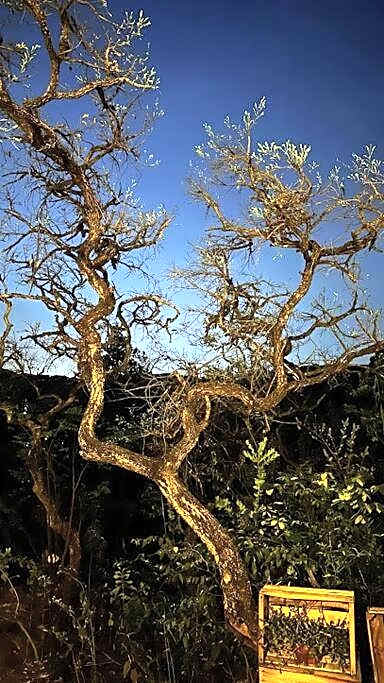 Cabanas da Mata - Cabana Flamboyant - Casa Branca