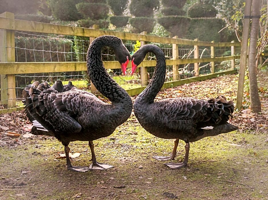 The Lynch Country House