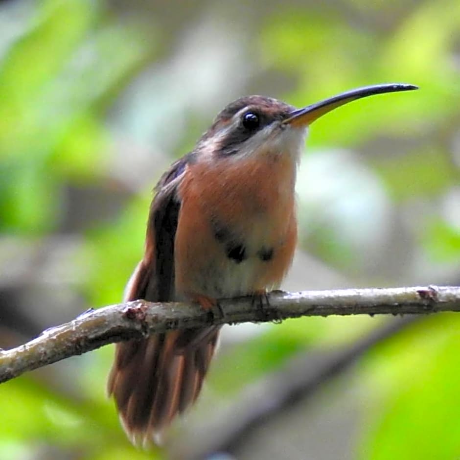 Aruá Observação de aves e natureza