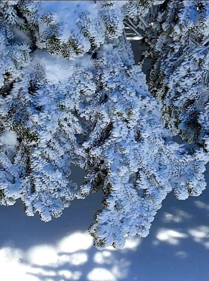 Karinna Orman Evleri