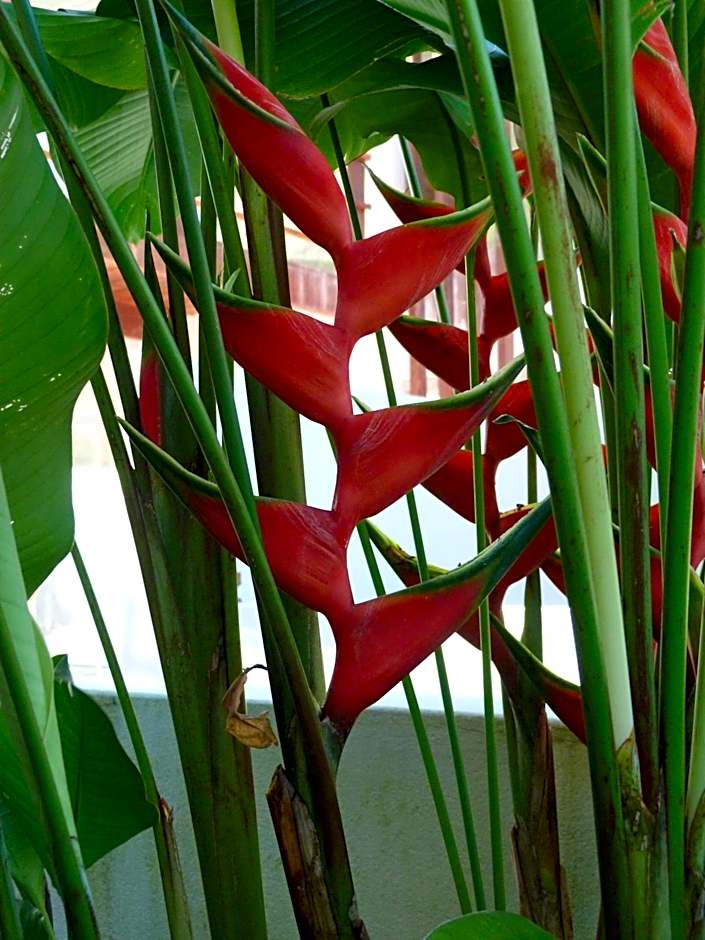 La Reserve Design Villa IDA