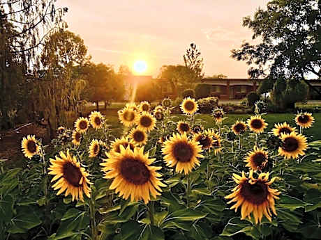 Quirindi Sunflower Motor Inn