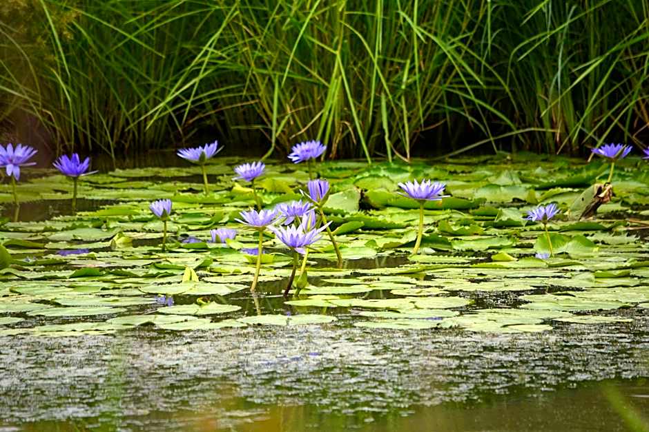 Africa Safari Selous Nyerere national park
