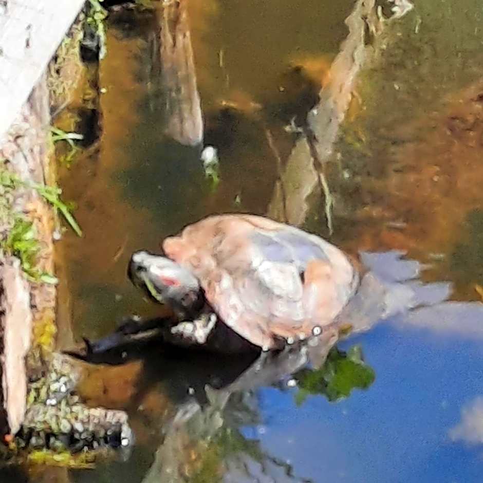 De Vecht, 124 - centraal gelegen aan vijver