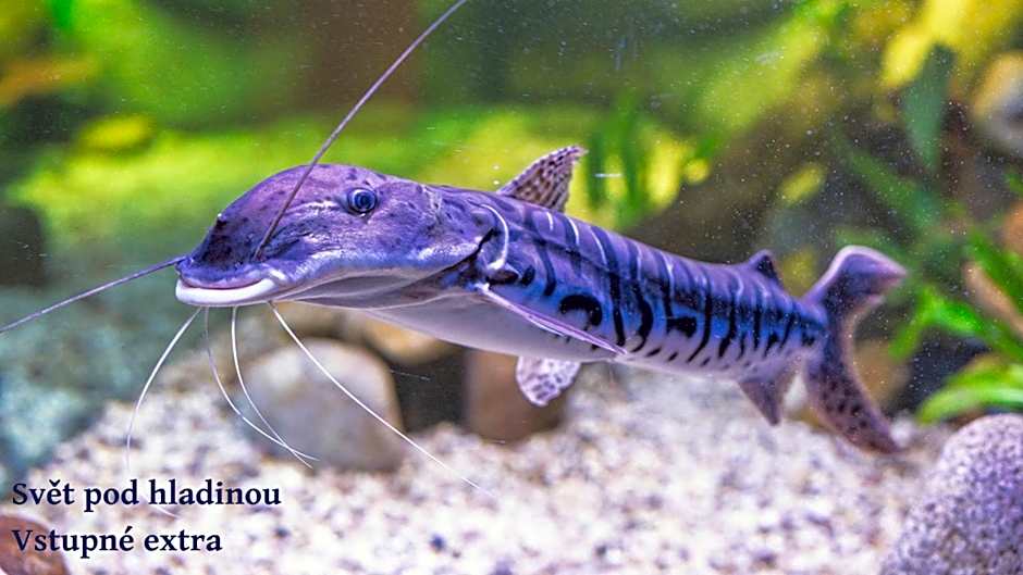 Wellness Hotel Frymburk