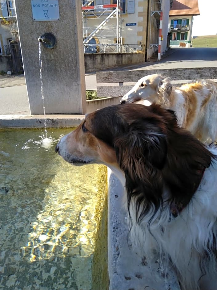 Swiss Borzoi House