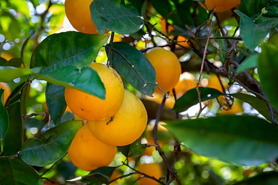 Apartamentos Flor da Laranja, Albufeira