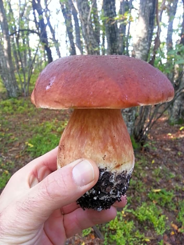 Il Casolare Bioenergetico