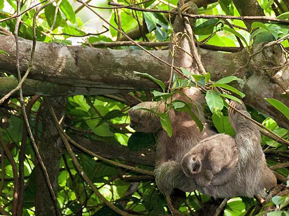 Finca Luna Nueva Lodge