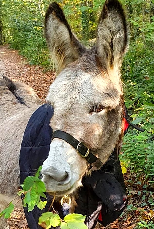 Farmhouse B&B Family stay or Romantic break, on our smallholding close to Narberth