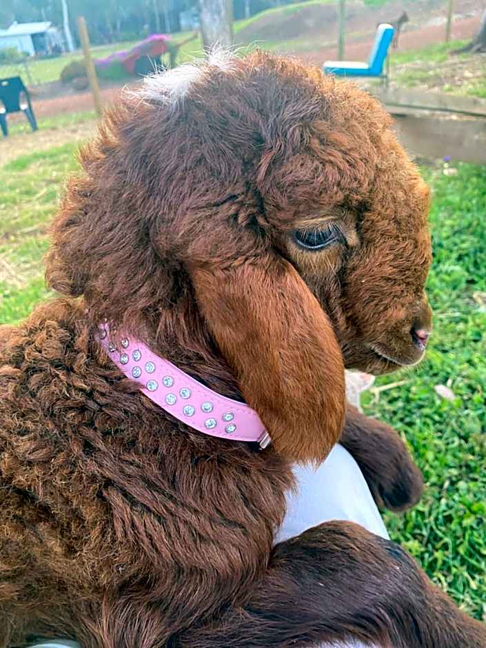 Sandalwood Downs Fabulous Farm Stay TOODYAY