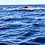 Hotel- Whale Tours and Sport fishing Vista Mag-Bay