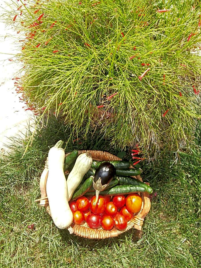 Pansion Porto Tsi Ostrias