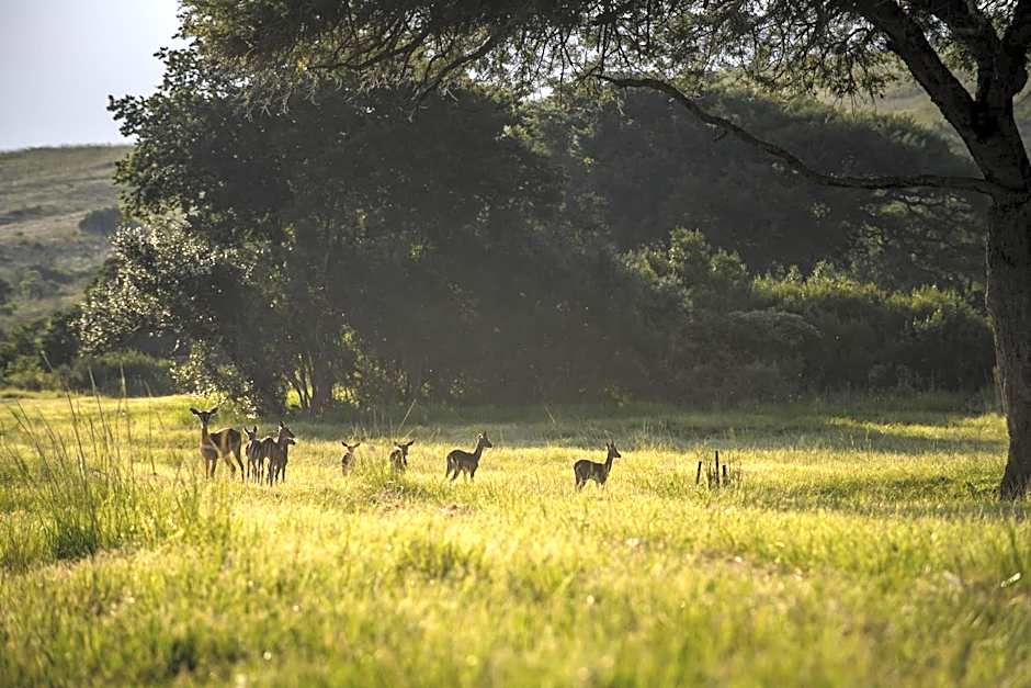 Caracal Lodge