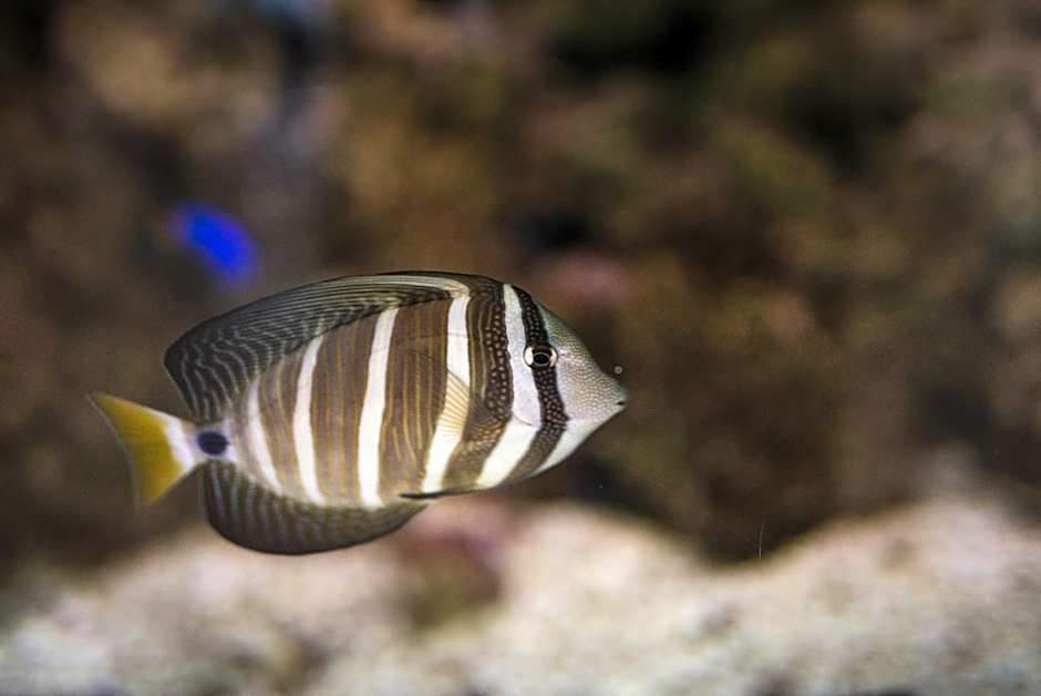 Tingirana Noosa